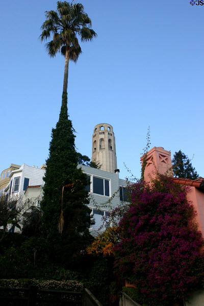 Coit Tower dominates neighborhood of Telegraph Hill. San Francisco, CA.