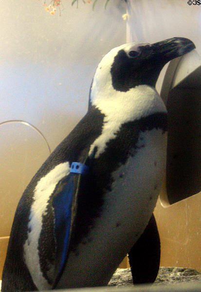 African Penguin (<i>Speniscus demersus</i>) at California Academy of Sciences, Steinhart Aquarium. San Francisco, CA.