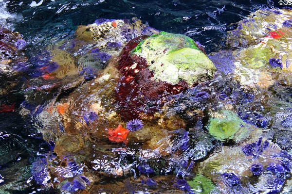 Colorful reef at California Academy of Science. San Francisco, CA.