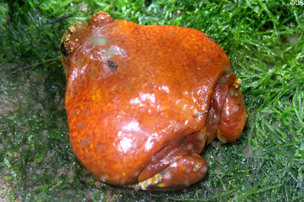 Sambava tomato frog <i>Dyscophus guineti</i> from Madagascar at California Academy of Science. San Francisco, CA.