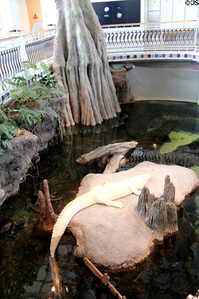 Cyprus pond with albino alligator at California Academy of Science. San Francisco, CA.