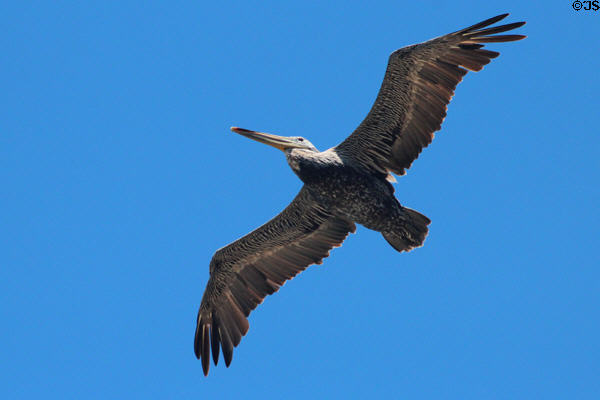 Pelican flies near Cliff House. San Francisco, CA.
