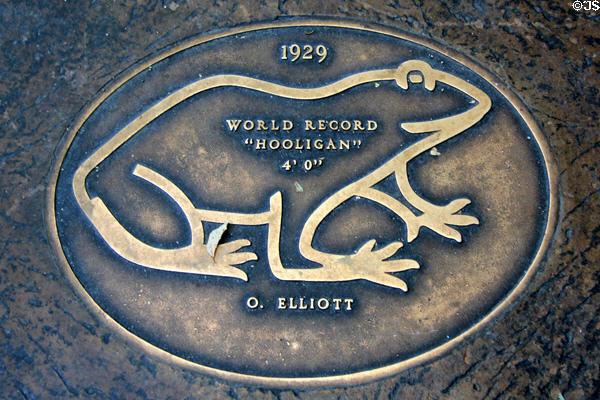 Jumping Frog sidewalk plaque for "Hooligan" (1929) (world record 4' 0"). Angels Camp, CA.