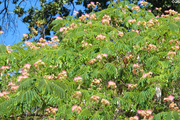 Flowering Silk Mimosa tree at Angels Camp Museum. Angels Camp, CA.
