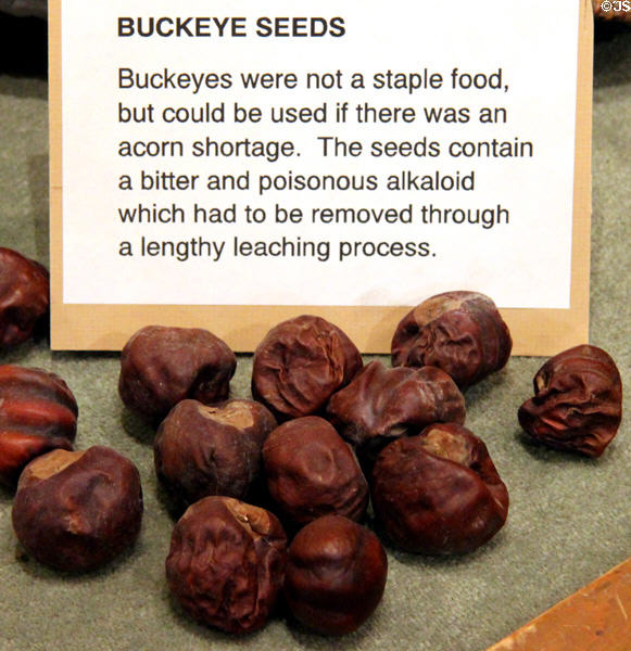 Buckeye seeds requiring lengthy leaching process if used for food during serious acorn shortage at El Dorado County Historical Museum. Placerville, CA.