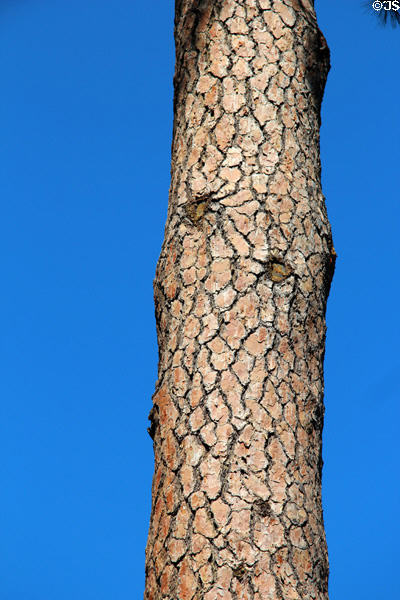 Bark of ponderosa pine tree at Marshall Gold Discovery SHP. Coloma, CA.