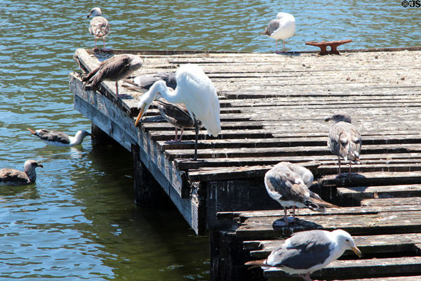 Birds on Lake Merritt. Oakland, CA.