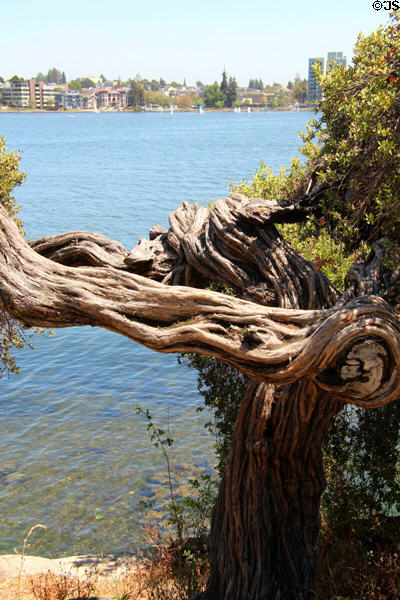 Gnarled tree over Lake Merritt. Oakland, CA.