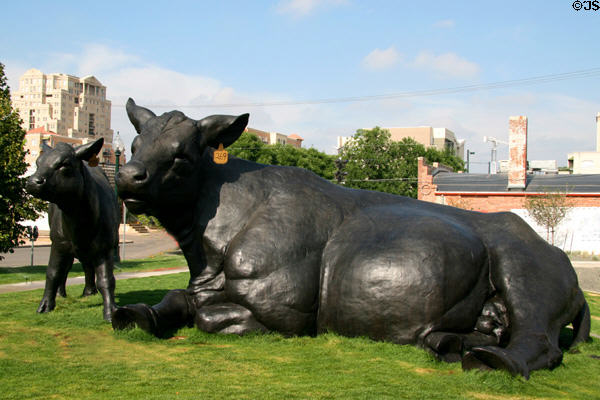 Scottish Angus Cow & Calf (2001) by Dan Ostermiller outside Denver Art Museum. Denver, CO.
