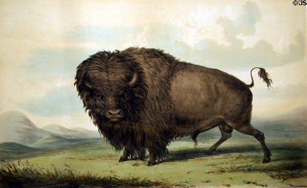 Buffalo bull grazing (1844) lithograph by George Catlin from his North American Indian Portfolio at Denver Art Museum. Denver, CO.