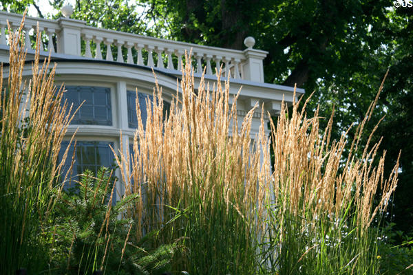 Grasses in garden of Colorado Governor's Residence. Denver, CO.