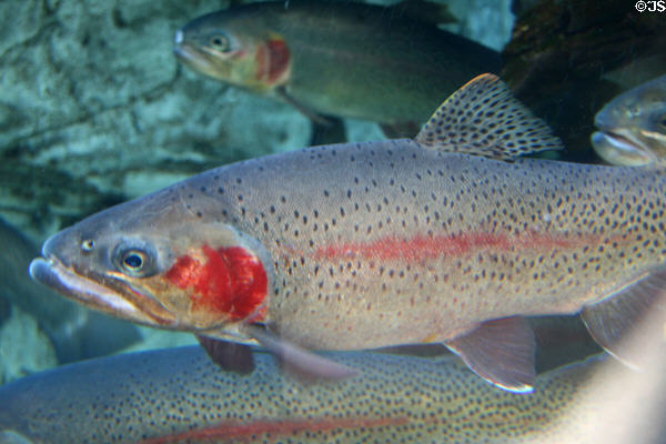 Rainbow trout at Downtown Aquarium. Denver, CO.