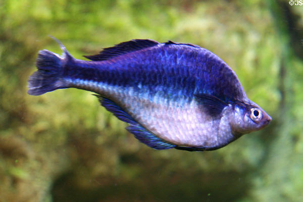 Rainbowfish at Downtown Aquarium. Denver, CO.