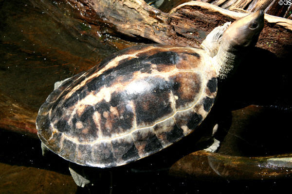 Painted Terrapin turtle at Downtown Aquarium. Denver, CO.