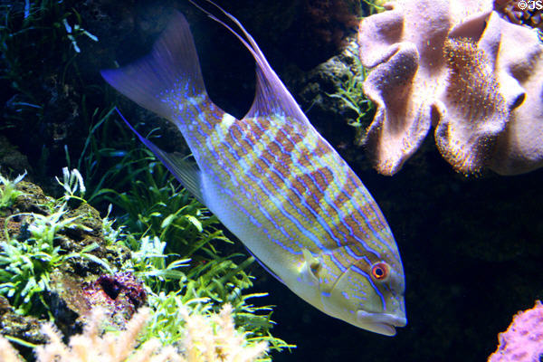 Tropical fish at Downtown Aquarium. Denver, CO.