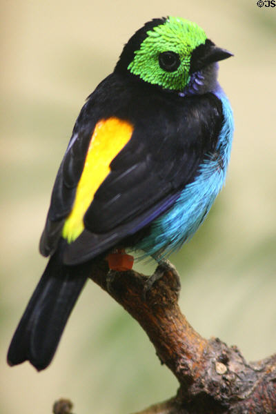 Paradise Tanager (<i>Tangara chilensis</i>) from South America at Denver Zoo. Denver, CO.