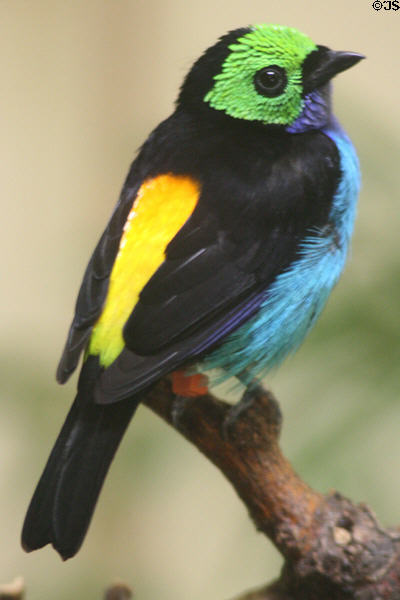 Paradise Tanager (<i>Tangara chilensis</i>) from South America at Denver Zoo. Denver, CO.
