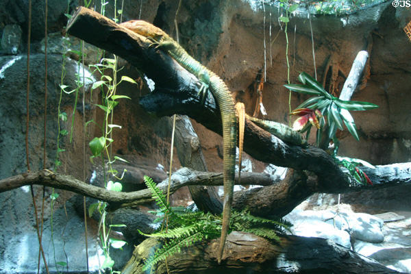 Caiman Lizard (<i>Dracaena guianensis</i>) from Amazon basin at Denver Zoo. Denver, CO.