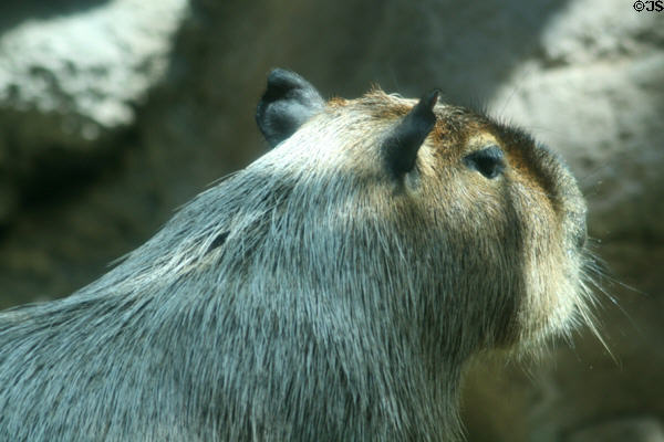Capybara (<i> Hydrochoerus hydrochaeris</i>) from South America at Denver Zoo. Denver, CO.