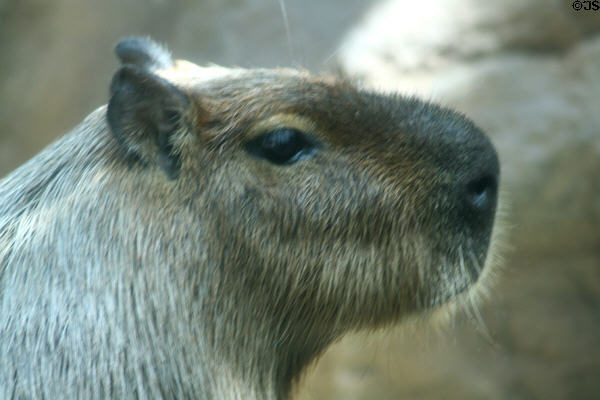 Capybara (<i> Hydrochoerus hydrochaeris</i>) from South America at Denver Zoo. Denver, CO.