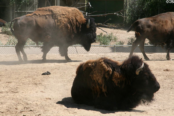 American bison (<i>Bison bison</i>) at Denver Zoo. Denver, CO.