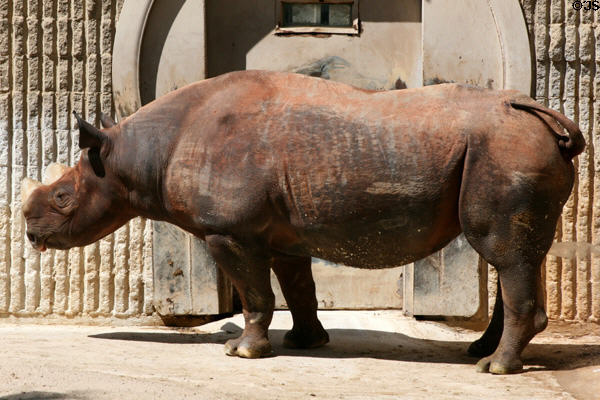 Rhinoceros at Denver Zoo. Denver, CO.
