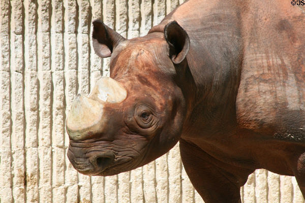 Rhinoceros at Denver Zoo. Denver, CO.