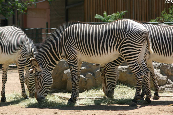 Grevy's zebra (<i>Equus grevyi</i>) from East Africa at Denver Zoo. Denver, CO.