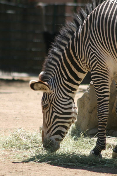Grevy's zebra (<i>Equus grevyi</i>) from East Africa at Denver Zoo. Denver, CO.