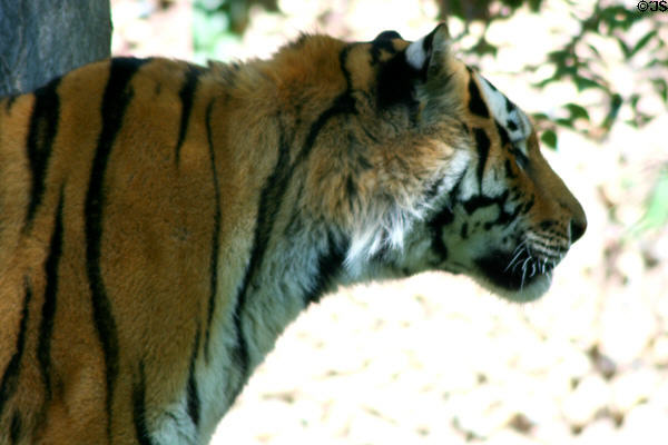 Siberian Tiger (<i>Panthera tigris altaica</i>) at Denver Zoo. Denver, CO.