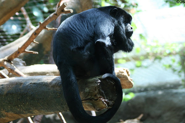 Black Howler Monkey male (<i>Alouatta caraya</i>) from Central & South America at Denver Zoo. Denver, CO.