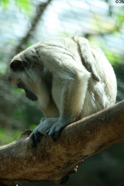 Black Howler Monkey white female (<i>Alouatta caraya</i>) from Central & South America at Denver Zoo. Denver, CO.