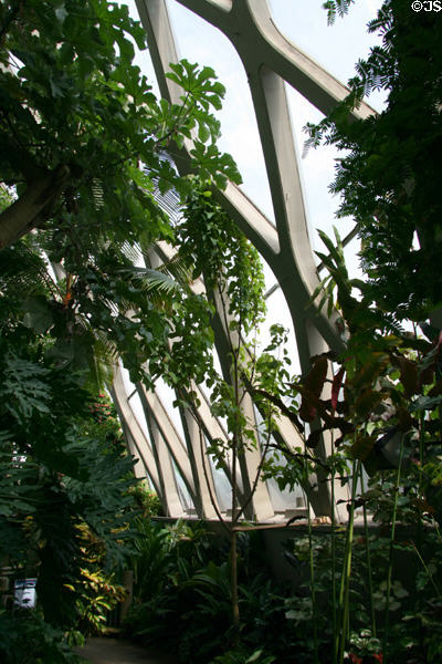 Tropical plants within Boettcher Conservatory at Denver Botanic Gardens. Denver, CO.