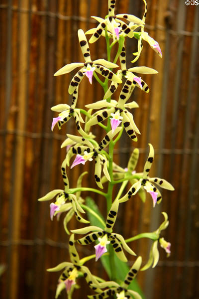 Spotted orchids at Denver Botanic Gardens. Denver, CO.