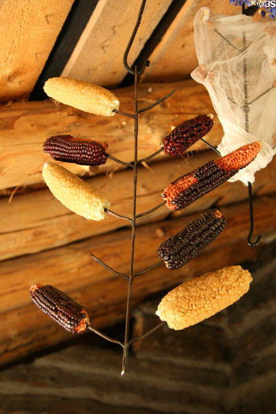 Corn drying in settler's log cabin at Clear Creek History Park. Golden, CO.