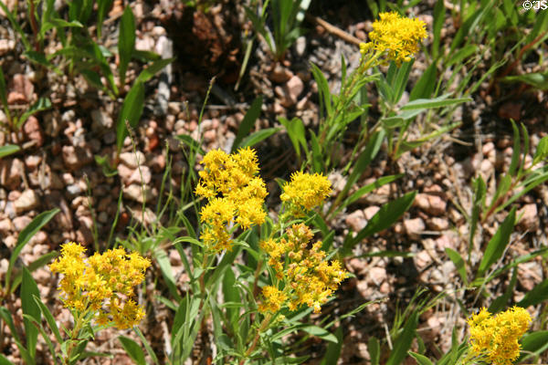 Goldenrod at Florissant Fossil Beds National Monument. CO.