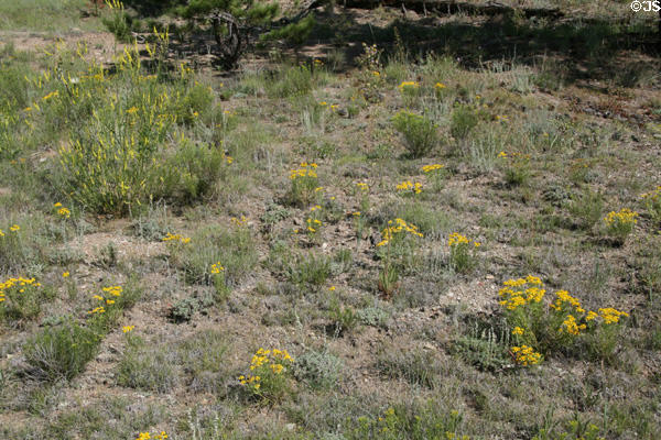 Mixture of yellow wildflowers at Florissant Fossil Beds National Monument. CO.