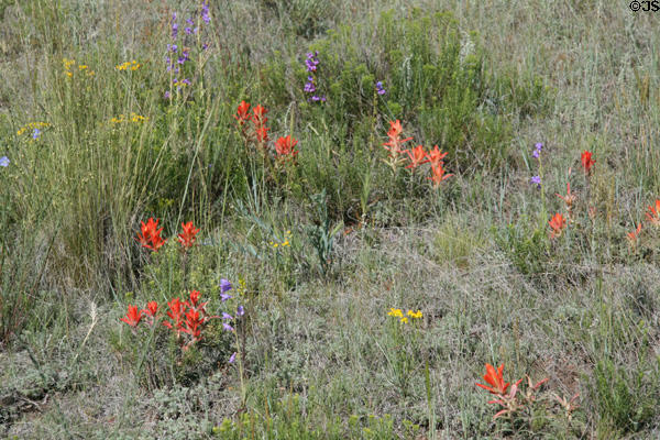 Mixed wildflowers at Florissant Fossil Beds National Monument. CO.