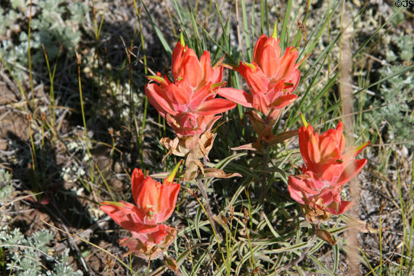 Red wildflowers at Florissant Fossil Beds National Monument. CO.