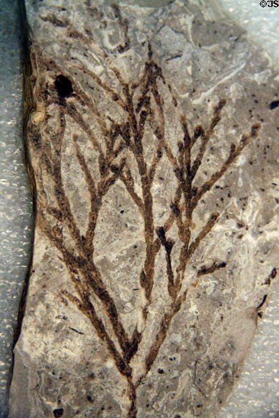 Fossilized fern at Florissant Fossil Beds National Monument. CO.