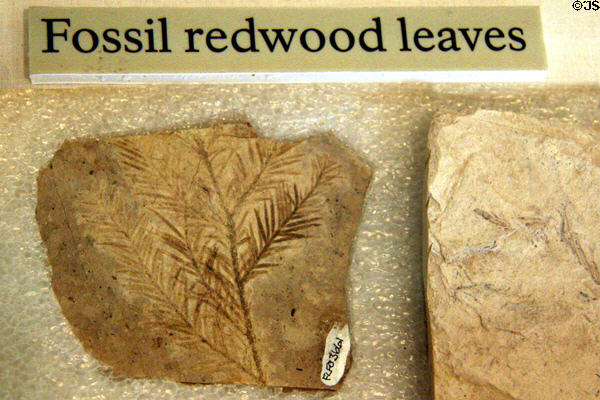 Fossilized redwood leaves at Florissant Fossil Beds National Monument. CO.