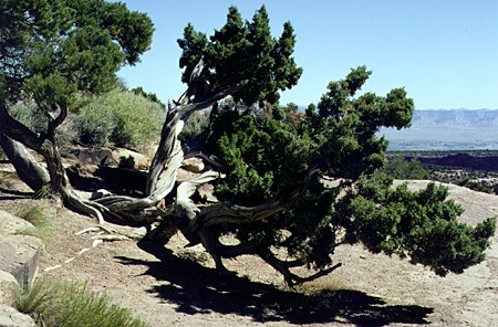 Wind-shaped pine at Colorado National Monument. CO.
