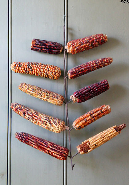 Corn drying rack with spikes to impale cobs at Dr. Hezekiah Chaffee House. Windsor, CT.