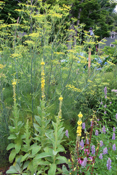Herbs in garden of Thankful Arnold House. Haddam, CT.