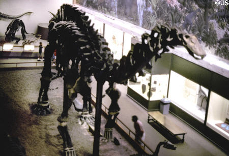 Dinosaur Hall at Peabody Museum. New Haven, CT.