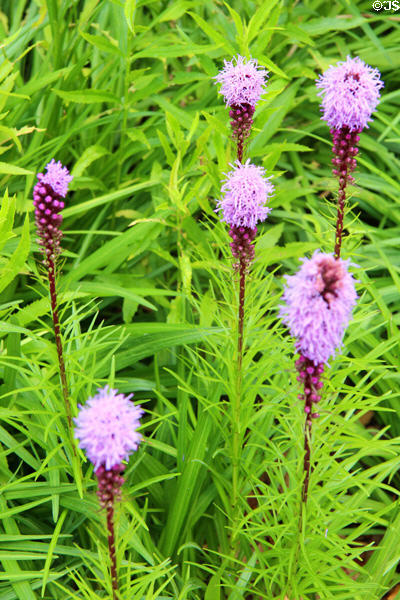 Liatris spicata gayfeather purple flowers. Fairfield, CT.