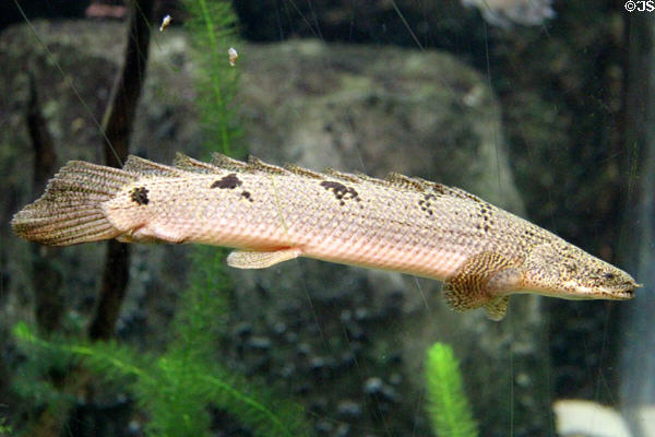 Palmas Bichir (<i>Polypterus palmas</i>) a fish which can breathe air for short periods at Mystic Aquarium. Mystic, CT.