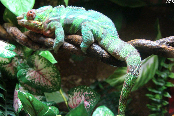 Panther Chameleon (<i>Furcifer pardalis</i>) from Madagascar at Mystic Aquarium. Mystic, CT.
