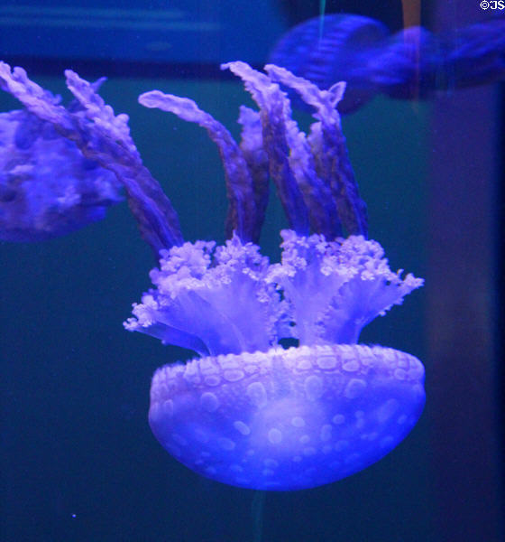 Spotted jellies (<i>Mastigias papua</i>) at Mystic Aquarium. Mystic, CT.