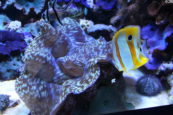 Giant clam (<i>Tidacna sp.</i>) at Mystic Aquarium. Mystic, CT.